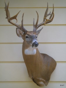 Outdoor Visions Taxidermy